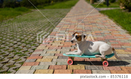 Jack russell terrier dog in sunglasses rides a penny board outdoors. 85376118