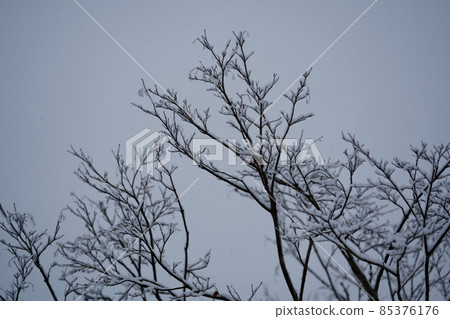 Tree branches with snow Tree branches with snow 85376176