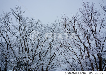 樹枝與雪 樹枝與雪 85376177