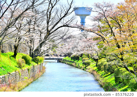 Tamagawa Aqueduct / Hamura Intake Weir (Hamura City, Tokyo) [2020.4] 85376220