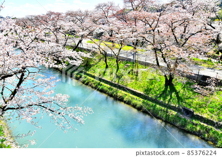 玉川渡槽/羽村取水堰（東京羽村市）[2020.4] 85376224