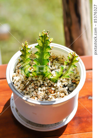 Euphorbia  or Euphorbia mayurnathanii variegated ,Euphorbia lactea 85376327