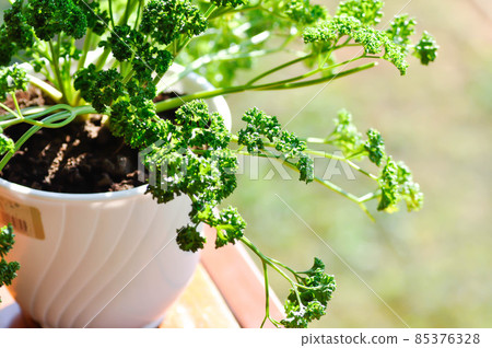 parsley, Petroselinum crispum or Umbelliferae 85376328