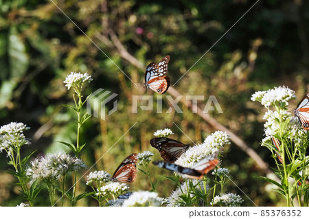Chestnut tiger on Mt. Maya 85376352