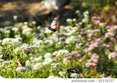 Chestnut tiger on Mt. Maya 85376357