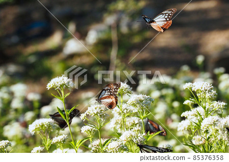 Chestnut tiger on Mt. Maya 85376358