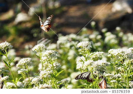 Chestnut tiger on Mt. Maya Chestnut tiger on Mt. Maya 85376359