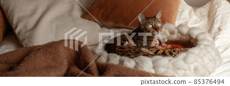 Bengal cat resting in merino wool round pet lounge in creamy and terracotta rust tones. 85376494