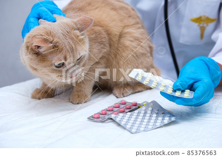 A red cat at the vet. Examination and treatment of pets. at the vet's appointment A red cat at the vet. Examination and treatment of pets. at the vet's appointment 85376563