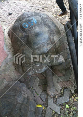 Huge tortoises in Prison Island, Zanzibar, Tanzania 85376627