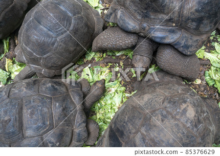 Huge tortoises in Prison Island, Zanzibar, Tanzania 85376629
