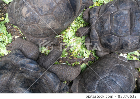 Huge tortoises in Prison Island, Zanzibar, Tanzania Huge tortoises in Prison Island, Zanzibar, Tanzania 85376632