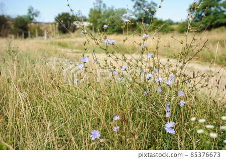 violet flowers in the field on the background of the road 85376673