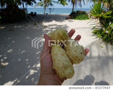 Noni fruit in hands on the background of the beach. High quality photo 85377047