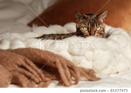 Bengal cat resting in merino wool round pet lounge in creamy and terracotta rust tones. 85377475
