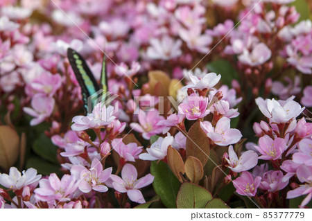 粉紅色的小花、紅花 Rhaphiolepis 和蝴蝶 粉紅色的小花、紅花 Rhaphiolepis 和蝴蝶 85377779