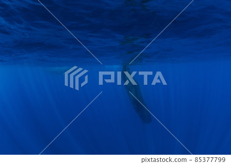 Sperm whale dive in blue ocean, Mauritius. Sperm whale dive in blue ocean, Mauritius. 85377799