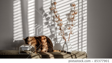 Branches of natural cotton in a white concrete vase and bengal cat eating from pet bowl next to it. Sunshine, hard shadow from shades. Floral, interior, nature concept. Branches of natural cotton in a white concrete vase and bengal cat eating from pet bowl next to it. Sunshine, hard shadow from shades. Floral, interior, nature concept. 85377901