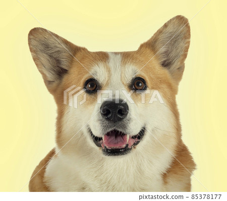 Pembroke Welsh Corgi Pembroke Welsh Corgi 85378177