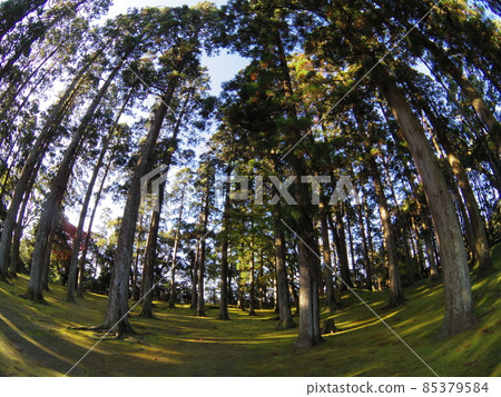 帶壁城本丸遺跡杉林2 85379584