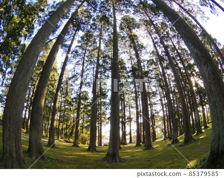 帶壁城本丸遺跡杉林3 帶壁城本丸遺跡杉林3 85379585