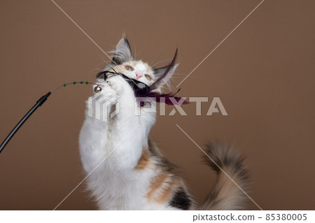 white tortie maine coon kitten playing catching feather toy 85380005