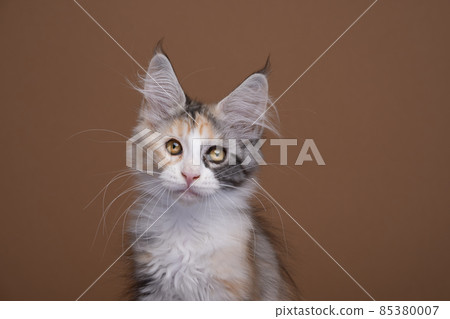 white tortie maine coon kitten portrait on brown background 85380007