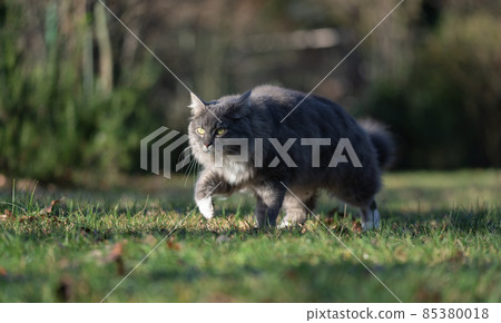 gray longhair cat outdoors on the prowl walking on meadow gray longhair cat outdoors on the prowl walking on meadow 85380018