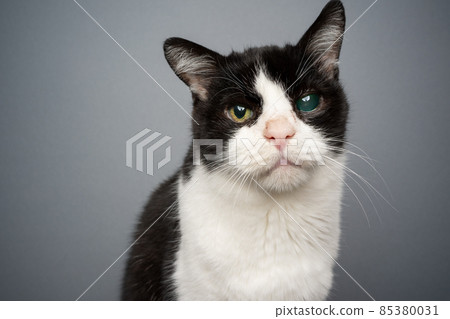 handicapped black and white rescued cat blind in one eye portrait 85380031