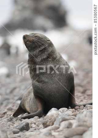 Antarctic fur seal(Arctophoca gazella), an beach, Antartic peninsula. Antarctic fur seal(Arctophoca gazella), an beach, Antartic peninsula. 85380567
