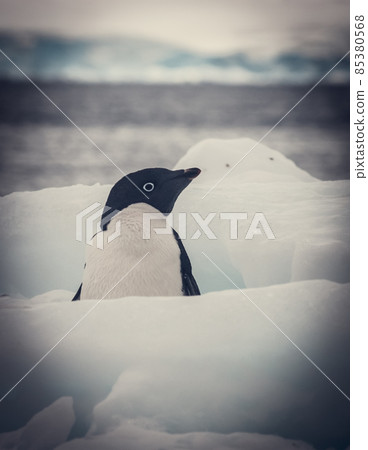 Adelie Penguin, juvenile on ice, Paulet island, Antarctica 85380568