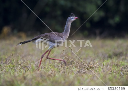 Red legged Seriema, Pantanal , Brazil Red legged Seriema, Pantanal , Brazil 85380569