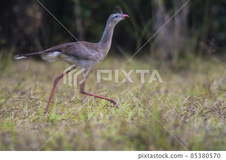 Red legged Seriema, Pantanal , Brazil Red legged Seriema, Pantanal , Brazil 85380570