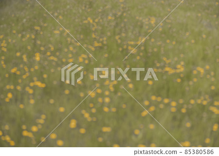 Wild flowers in spring, Patagonia, Argentina Wild flowers in spring, Patagonia, Argentina 85380586