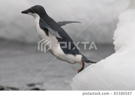 Adelie Penguin, juvenile on ice, Paulet island, Antarctica Adelie Penguin, juvenile on ice, Paulet island, Antarctica 85380587
