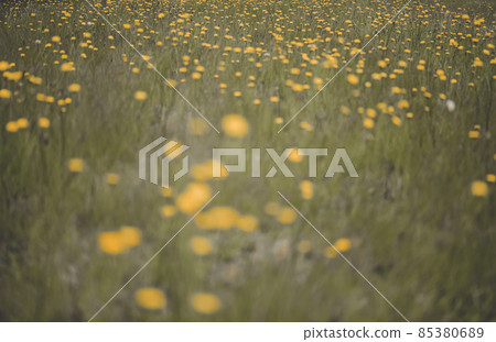 Wild flowers in spring, Patagonia, Argentina 85380689