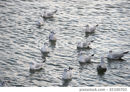 百合海鷗 85380703