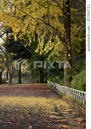 Autumn leaves ginkgo and fallen leaves that fill the road Autumn leaves ginkgo and fallen leaves that fill the road 85380711