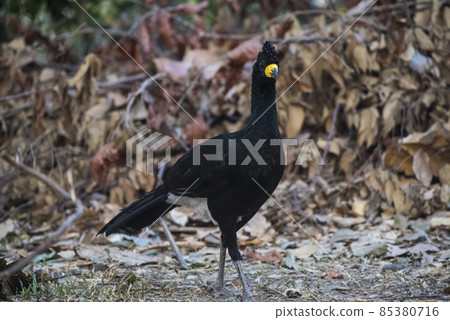 Bare faced Curassow, in a jungle environment, Pantanal Brazil Bare faced Curassow, in a jungle environment, Pantanal Brazil 85380716