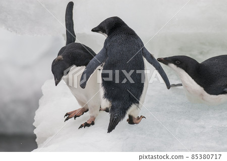 Adelie Penguin, juvenile on ice, Paulet island, Antarctica Adelie Penguin, juvenile on ice, Paulet island, Antarctica 85380717