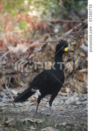 Bare faced Curassow, in a jungle environment, Pantanal Brazil Bare faced Curassow, in a jungle environment, Pantanal Brazil 85380738
