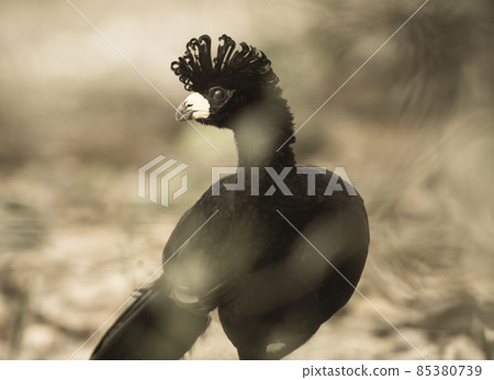 Bare faced Curassow, in a jungle environment, Pantanal Brazil Bare faced Curassow, in a jungle environment, Pantanal Brazil 85380739