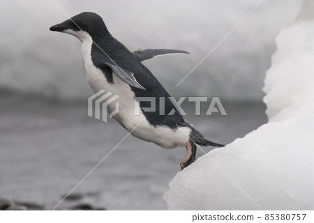 Adelie Penguin,, Paulet island, Antarctica 85380757