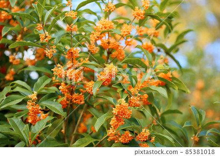 Kinmokusei花 85381018