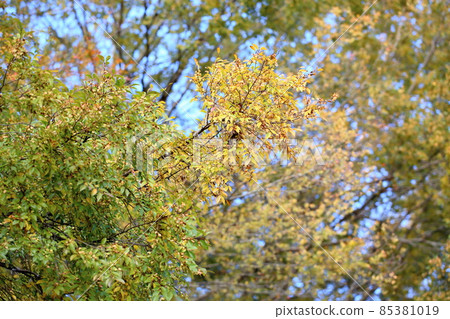 Colored Chinese elm leaves Colored Chinese elm leaves 85381019