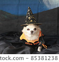 Halloween dog 85381238