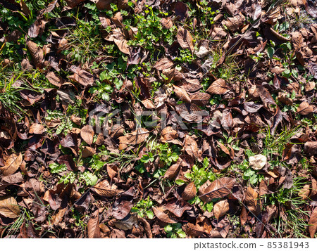 Fallen leaves and green 85381943
