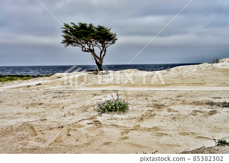 Lone tree. Shoreline, lonely. Lone tree. Shoreline, lonely. 85382302