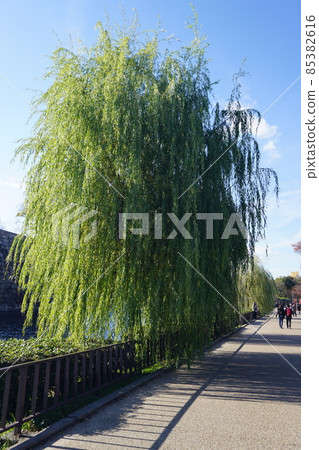 Osaka Castle Park Willow Osaka Castle Park Willow 85382616