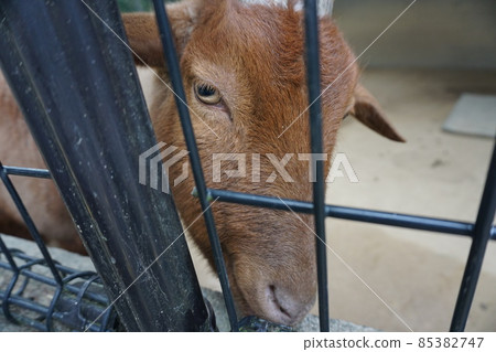 小月山動物園山羊 小月山動物園山羊 85382747